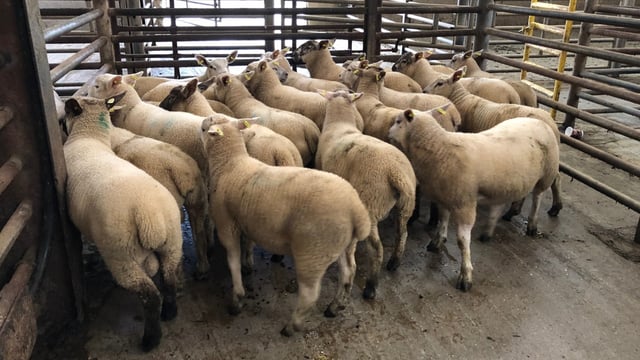 Sheep trade: Lamb quotes slip once again