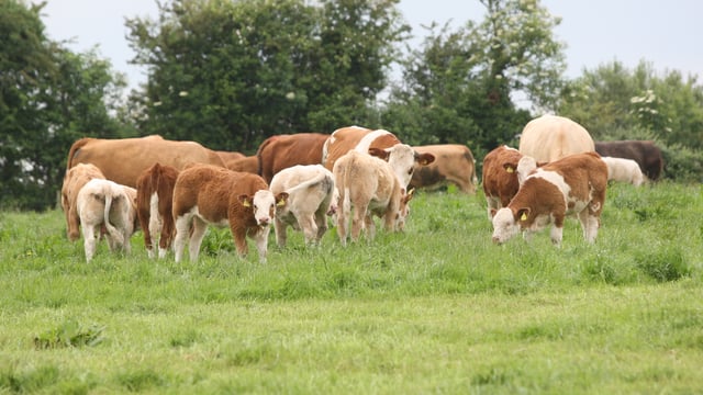 Grass advice: 3 tips to aid the grazing season on beef farms