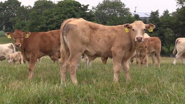 Accessing better genetics by the use of AI in a suckler herd in Co. Down