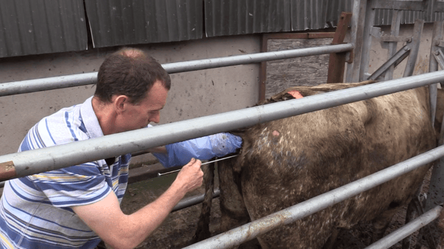 'Only 1 in 6 calves born to suckler cows are bred to AI'