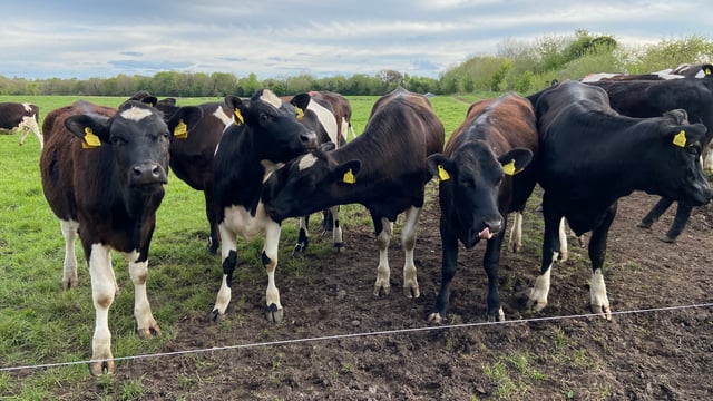 Have you weighed your heifers?