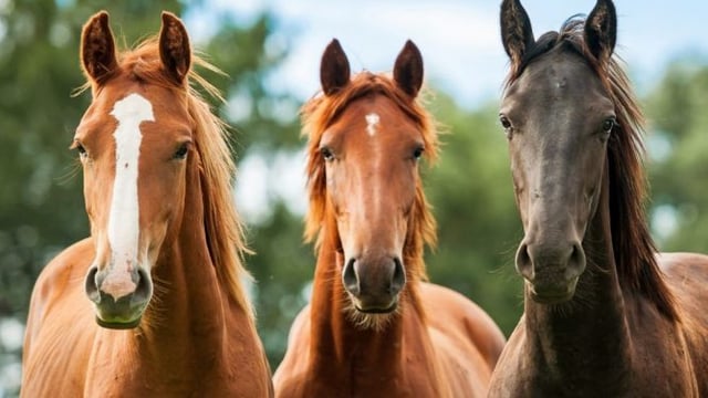 Letter to the editor: Levies for horse breeders are 'unjust and unfair'