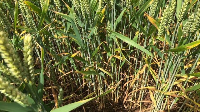Tillage: Controlling septoria tritici in winter wheat