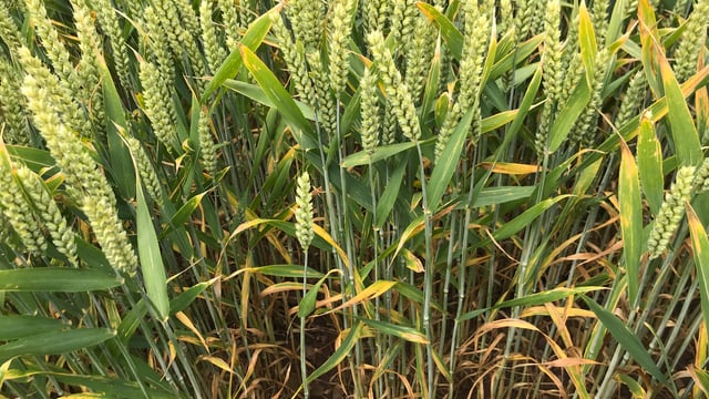 Disease control update for wheat crops