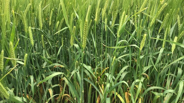 Established crops are less vulnerable to BYDV attack