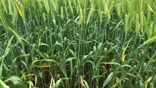Tillage farmers urged to review all costs now
