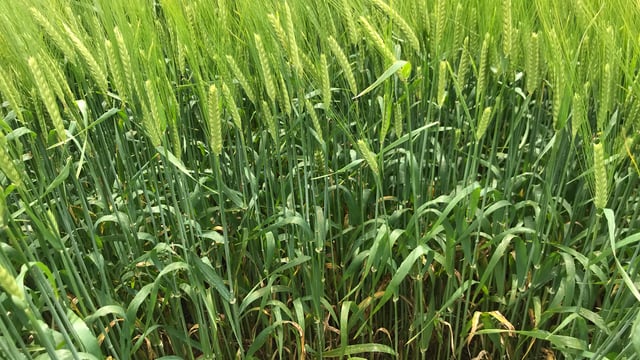 Winter barley crops feel the impact of blustery conditions