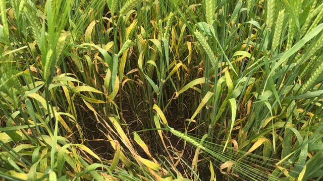 Tillage: BYDV control in malting barley crops