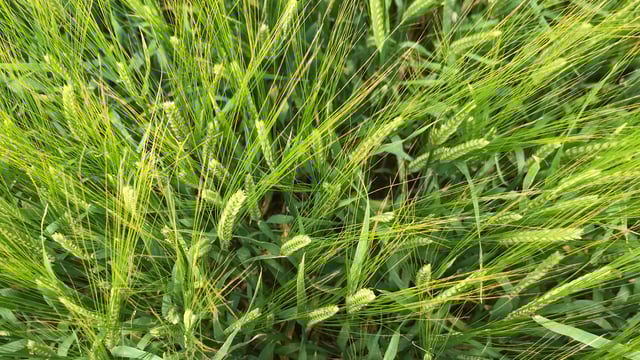 New fungicide shows potential