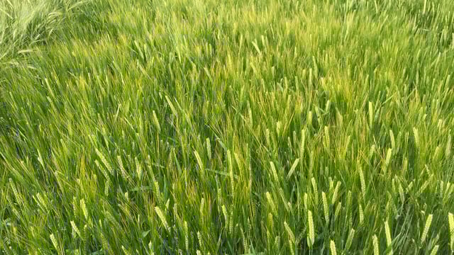 Promising spring barley varieties on the way