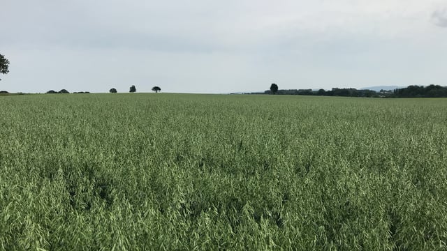 One new spring oat variety on the cards for next season