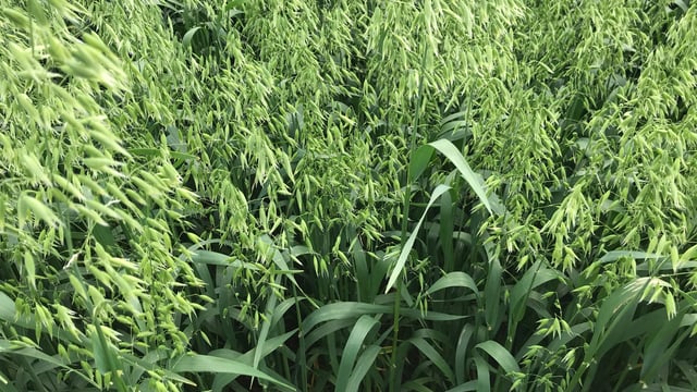 Keep an eye on these varieties...