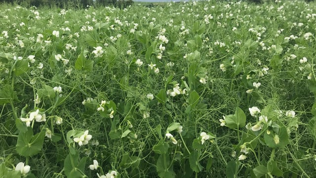 NI protein crop pilot payments to be issued next week