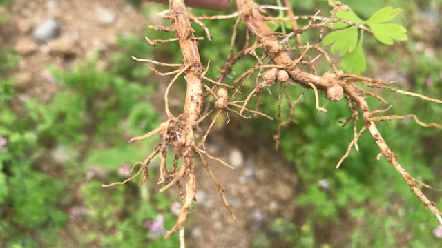Report: Chinese soya bean imports to decline by 2030