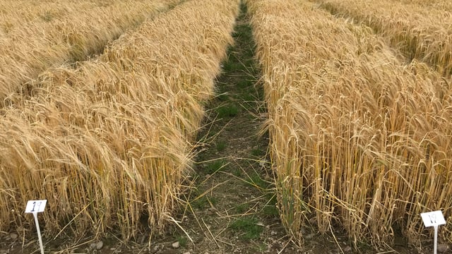 Teagasc to partner on Root2Res project