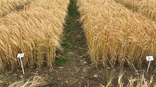 This year’s winter barley crops  ready for the combine