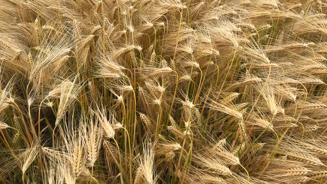 Harvest 2022: Barley yields extremely variable