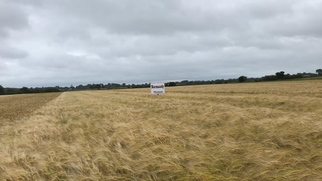 Implications of an early winter barley harvest - cover crops