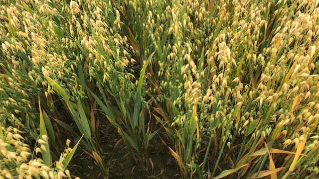AFBI assesses new cropping options for NI