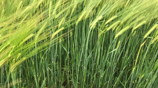 Genomics drives development of new barley breeding programme