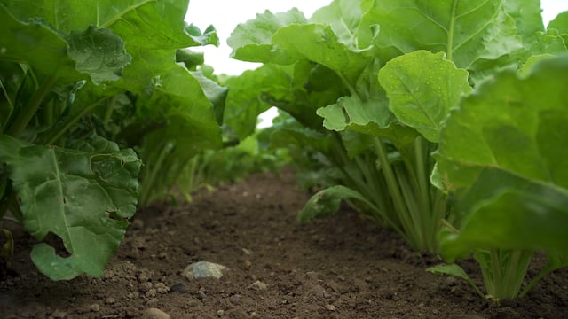 CROPS WATCH: Smart beet due fungicide