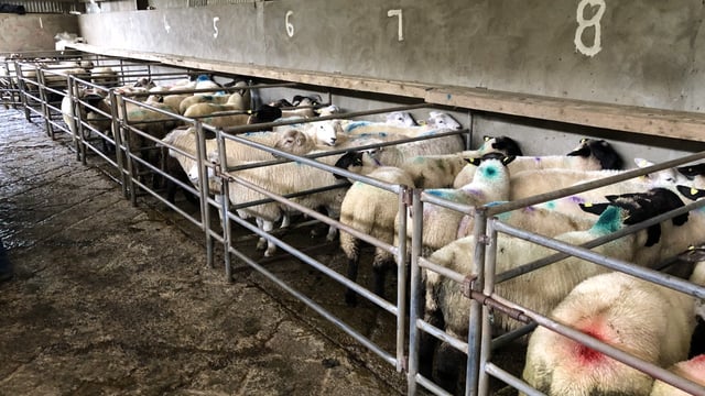 Pics and prices: Factory lamb prices take a hit at Ballymote Mart