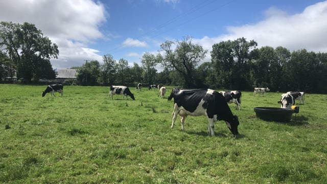 Dairy Focus: Milking 46 cows through a 6-unit parlour in Co. Mayo