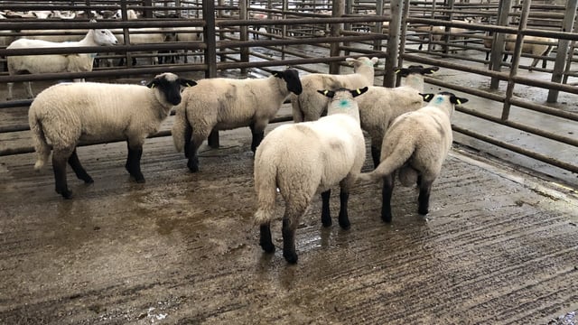 Sheep trade: Lamb quotes holding around the €5.30-5.40/kg mark