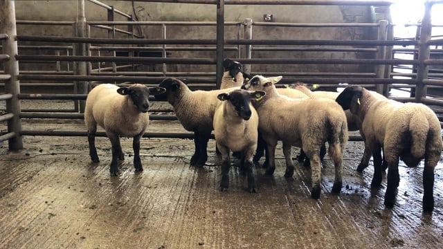 Sheep trade: Prices come under pressure as throughput increases