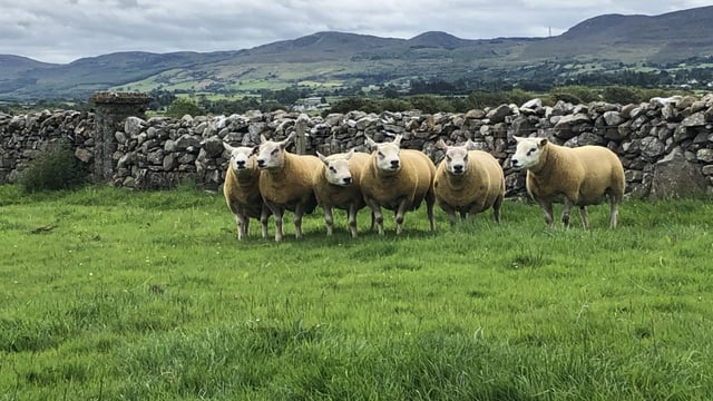 Sheep Focus: A preview of what's on offer at the Big Boy Ram Sale next week