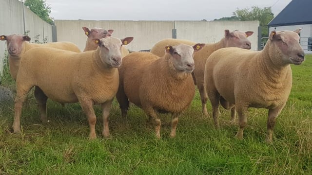 Sheep management: The importance of buying in replacement rams early