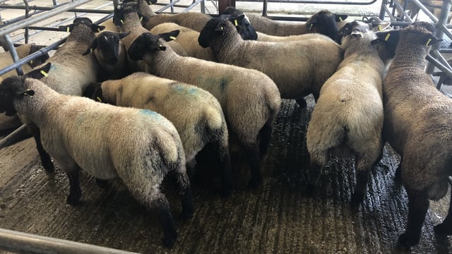 Lamb prices rising due to 'substantial demand'