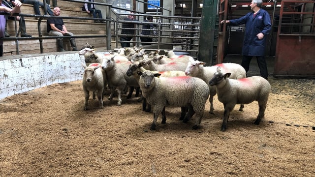 Sheep marts: Lamb trade continues in positive fashion