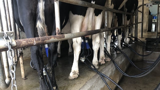 Milk Price Tracker: What is the lay of the land for September?