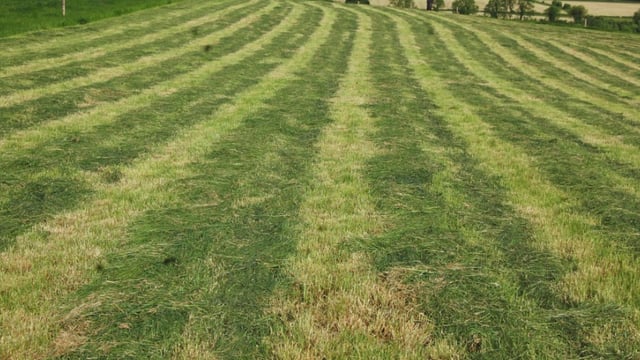 Is pre-mowing paddocks worthwhile or is it a waste of time?