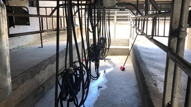Opinion: Is robotic milking the future of farming?