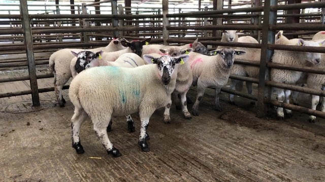 Sheep marts: Lamb trade continues to thrive, especially for store lambs