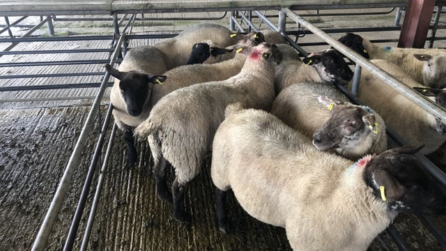 Sheep trade: Sheep kill exceeds the 60,000 head mark for the 5th week in a row