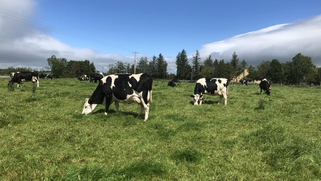 Munster Bovine launches new Milk Recording Lifetime Summary Report