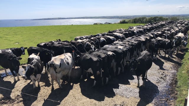 Dairy Focus: Milking 265 Holstein Friesian cows just off the coast of Co. Cork