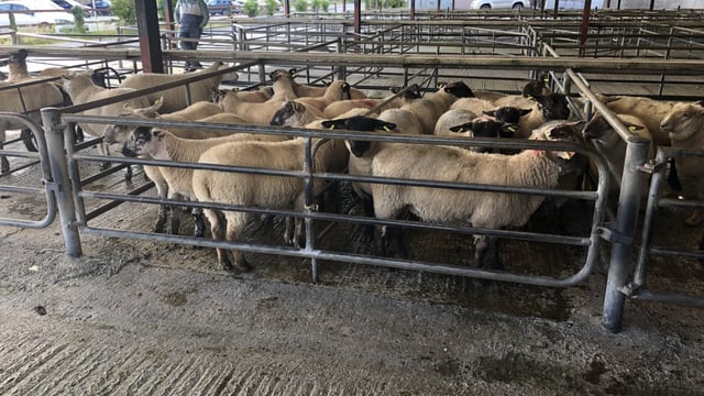 Sheep marts: Lambs easier by up to €4-5/head in places
