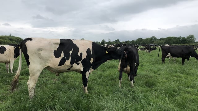 Might be time to think about pulling out the bull