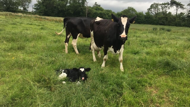 'A May-calving cow will cost you €200/head more compared to a February calver'