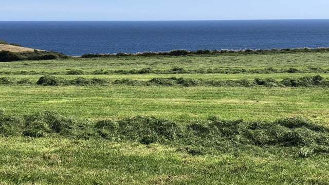 Thinking about making third-cut silage? Here's a few things to keep in mind...