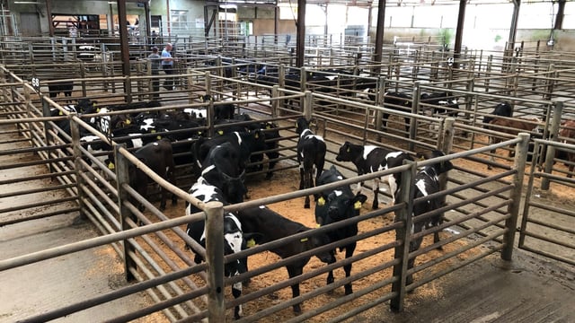 Hereford and Angus-cross calves make up to €385/head at Enniscorthy Mart