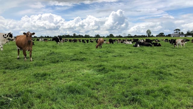 Dairy management: Improving the quality of pastures and reseeding