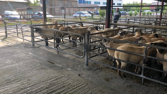 Pics and prices: Small sale of sheep sees a strong trade all round at Loughrea mart