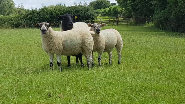 DAERA: Avoid 'showering' sheep during sheep scab treatment