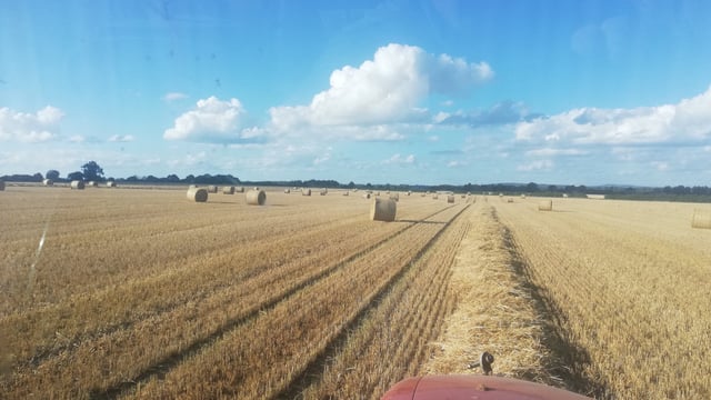 Straw: 50% decrease in yield being reported in the midlands