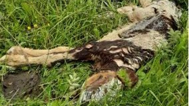 Calf dumped near lake in Monaghan 'particularly shocking' due to past botulism cases